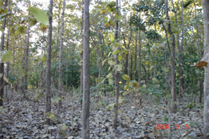 Teak Plantations